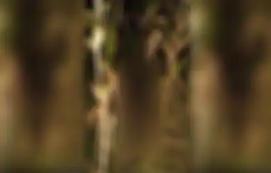 Misteri Penemuan Mayat Wanita setengah Telanjang di Kebun Jagung Wilayah Gresik, Perutnya Bolong