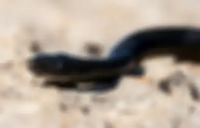 Ular Hitam Kecil Masuk Rumah Menurut Primbon Jawa Pertanda Apa?