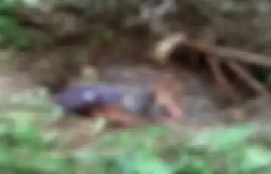 Viral Bayi Dibuang ke Sumur Terbengkalai di Lubuklinggau, Pelaku Diduga Ibu Kandung Sendiri, Ini Motifnya