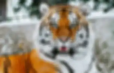 Begini Cara Mengusir Khodam Harimau Milik Leluhur Secara Aman