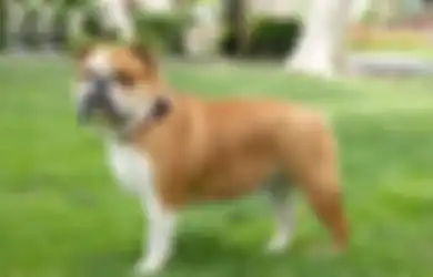 5 Ras Anjing Ini Ternyata Paling Sulit Dipelihara. Apa Alasannya?