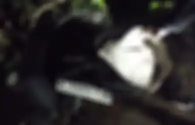 Kembali Terjadi Kecelakaan Maut, Sebuah Fortuner Terjun Bebas Di Kawasan Bromo Memakan Korban 4 Orang Tewas