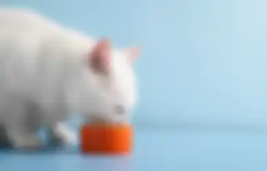 3 Hal yang Harus Diperhatikan Saat Kasih Makan Snack ke Kucing