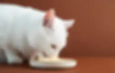 Manfaat Makanan Basah yang Ternyata Dibutuhkan Juga oleh Kucing