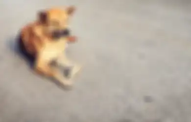 3 Cara Memberikan Kasih Sayang ke Anjing Liar Tanpa Harus Adopsi