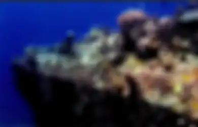 Menyinggahi Peninggalan Bawah Laut Perang Dunia II di Manokwari