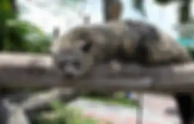 Kenalan dengan Binturong, Si Pemanjat Ulung dengan Aroma Popcorn