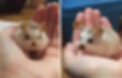 20 Foto Lucu Hewan Peliharaan yang Diedit Pakai Snapchat Filter
