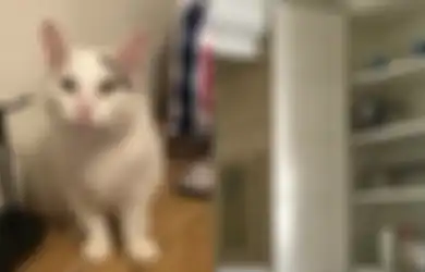 Coba Temukan Sosok Kucing yang Bersembunyi di 15 Foto Ini Yuk!
