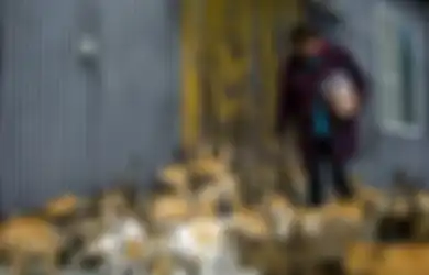 Foto-foto: Aoshima Island, Jumlah Kucing Lebih Banyak Dari Manusia di Pulau Ini