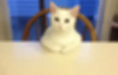Nggak Cuma Mpus, Ini Dia 17 Macam Panggilan Kucing di Berbagai Negara di Dunia