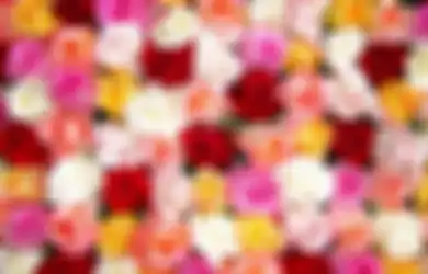 Jangan Salah Pilih Bunga Mawar untuk Dekorasi Hari Valentine! Beda Warna, Beda Arti!