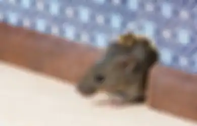 5 Cara Mencegah Tikus Bersarang di Rumah