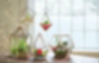 Sebelum Memelihara Terarium, Ketahui Ini Dulu