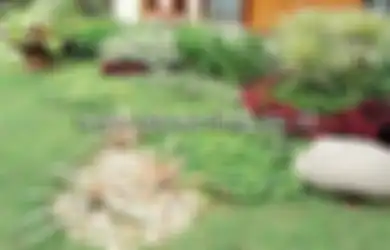 Mau Ide Menghias Taman dengan Batu Koral? Cek Dulu yang Ini!