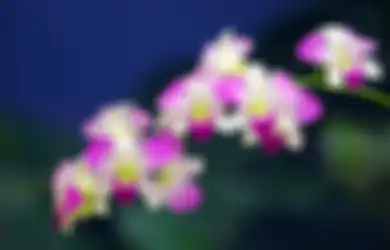 Cara Merawat Anggrek Dendrobium Agar Berbunga Indah