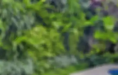 Agar Taman Vertikal Selalu Segar, Ini 4 Perawatan Wajibnya