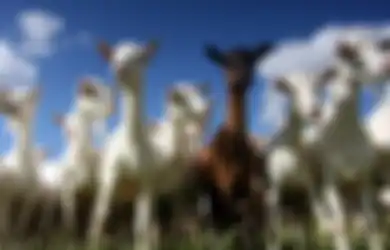 Masih Bingung Bedanya Domba dan Kambing? Simak Penjelasan Ini