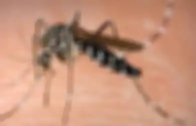 Fakta-fakta Seputar Nyamuk Aedes Aegypti si Penyebar DBD