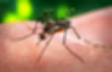Bagaimana Membedakan Gejala Virus Zika dan Gejala Demam Berdarah?