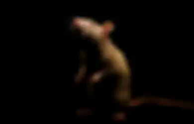 TIkus yang Diberi Mariyuana Menjadi Terlalu Malas untuk Mengikuti Tes Laboratorium