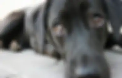 Anda Penyuka Anjing? Kenali 6 Perilaku Aneh Anjing dan Apa Maksudnya (2)