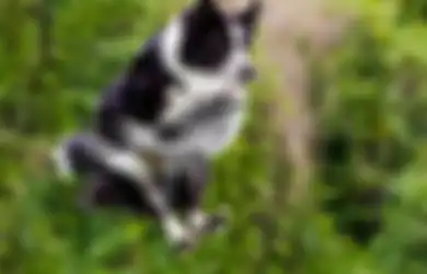 Anda Penyuka Anjing? Kenali 6 Perilaku Aneh Anjing dan Apa Maksudnya (1)