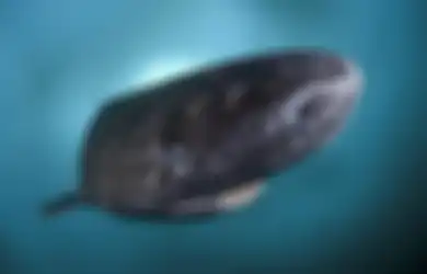 Hidup dengan Mata Hampir Buta di Atlantik Utara, Hiu Ini Jadi Hewan Vertebrata Tertua di Dunia