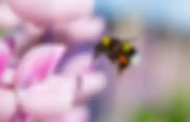 Virus Tanaman Canggih Ini Membuat Bunga Memiliki Bau yang Harum agar Lebah Datang