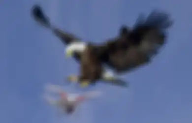 Kepolisian Belanda Tangkap Drone Asing dengan Elang