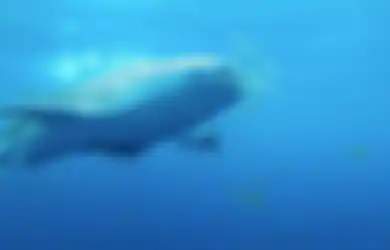 Misteri Jelajah Si Hiu Paus