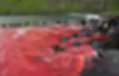 Setiap Tahunnya, Kepulauan Faroe Membunuh Ratusan Paus