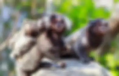Monyet Marmoset Ternyata Memiliki Norma Berbicara Seperti Manusia