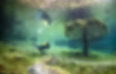 Apa Jadinya Jika Sebuah Taman Berubah Menjadi Danau?