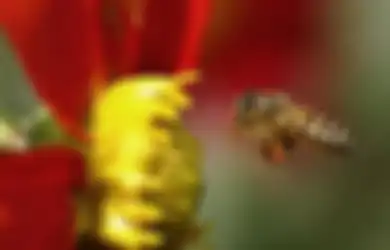 Selalu Sulit Merasa Bahagia? Simaklah Kisah Lebah dan Lalat Ini
