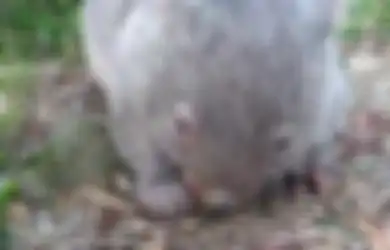 Lucu, Wombat Ini Berusaha Menahan Bersinnya