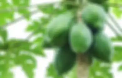 Kakek Bijak dan Pencuri Pepaya (1)