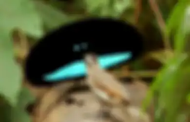Menakjubkan, Tarian Indah Si Burung Surga dari Belantara Papua Ini Benar-benar 'Membius'