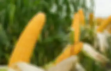 Pelajaran Bijak dari Sang Petani Jagung