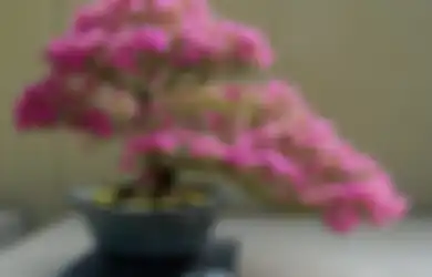 Bunga Cantik Kesayangan Ibuku