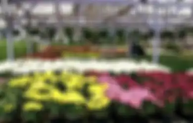 Pasar Bunga Cihideung, Pesona Baru Bandung Utara