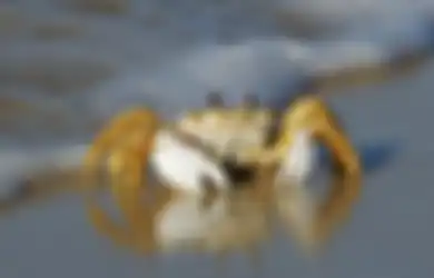 Petapa Muda dan Kepiting