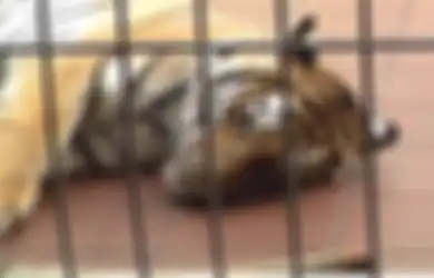 Kisah Petani dan Harimau