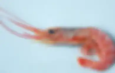 Bungkuk Udang = Nafsu Tinggi?