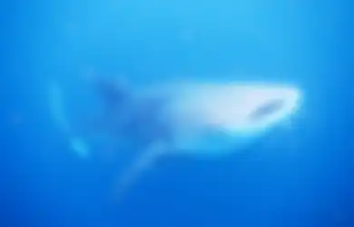 Hiu Paus, Raksasa Misterius yang 'Doyan' Menyambangi Papua