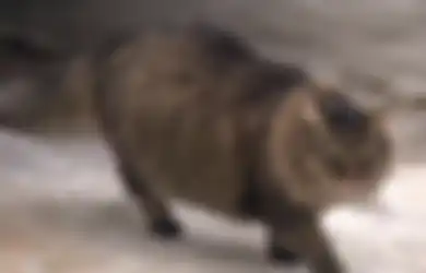 Masha, Kucing Liar yang Menyelamatkan Bayi dari Kedinginan