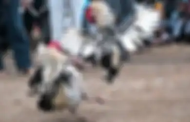 Ternyata, Judi Sabung Ayam Juga Ada di Amerika