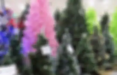 Mengapa Harus Cemara yang Jadi Pohon Natal?