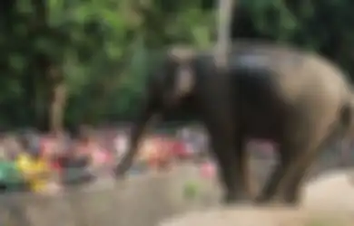 Krismon 1998, Saat Harimau Terpaksa Puasa dan Gajah Makan Batang Pisang