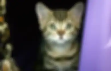 Jangan Takut Pelihara Kucing